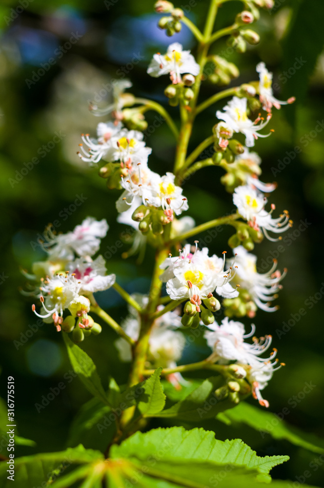 Flowering branches of chestnut Castanea sativa tree, and bright blue sky Flowering branches of chestnut Castanea sativa tree, and bright blue sky