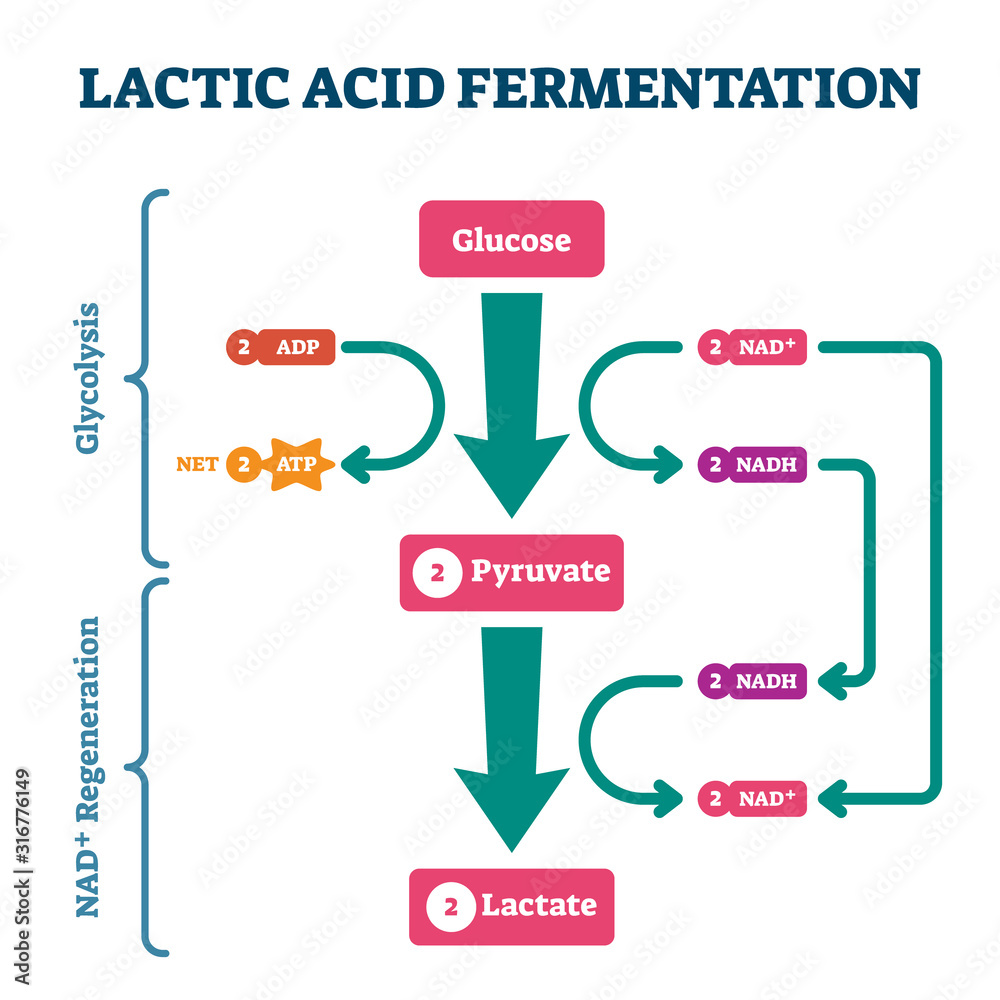 lactic acid fermentation        <h3 class=