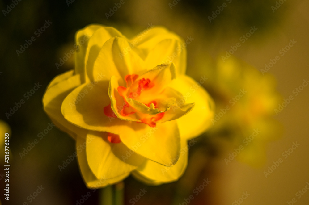 Amazing yellow huge bright daffodils in sunlight Amazing yellow huge bright daffodils in sunlight