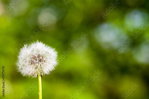 Dandelion seeds in sunlight on spring green background  macro  close-up