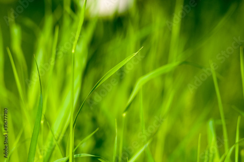 Spring or summer natural abstract background with grass in the garden