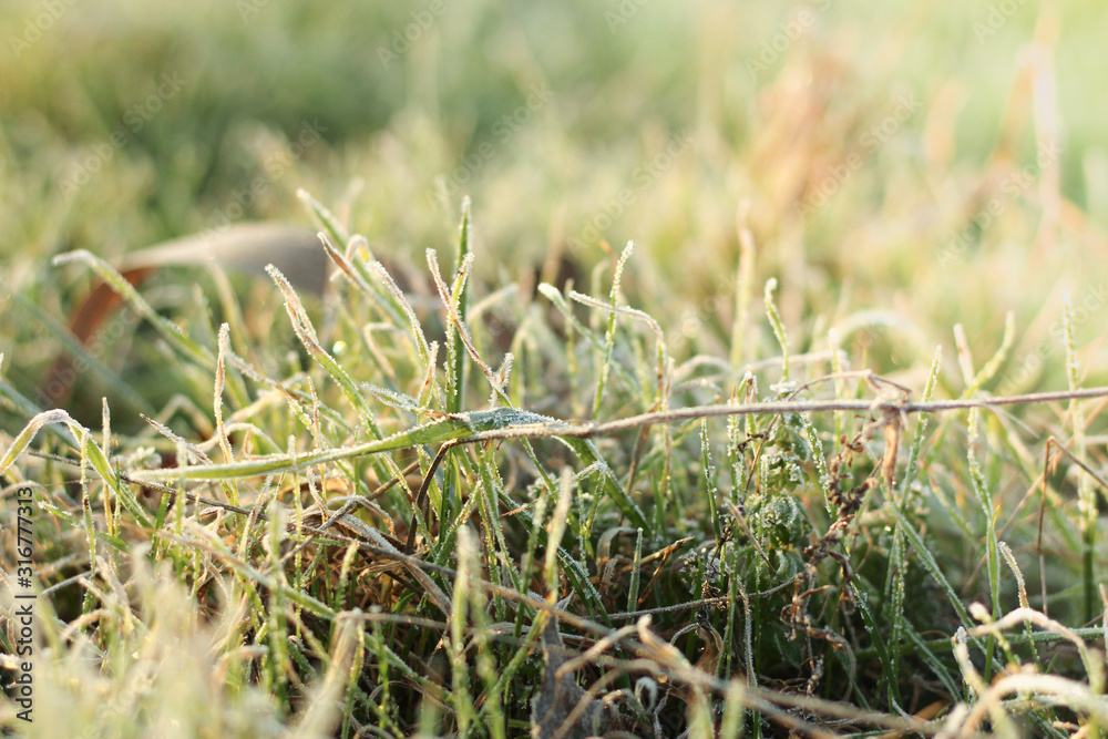 grass covered with hoarfrost crystals on a sunny winter morning Illustration for posts, banners about the weather, nature or the environment& Selective focus grass covered with hoarfrost crystals on a sunny winter morning Illustration for posts, banners about the weather, nature or the environment& Selective focus