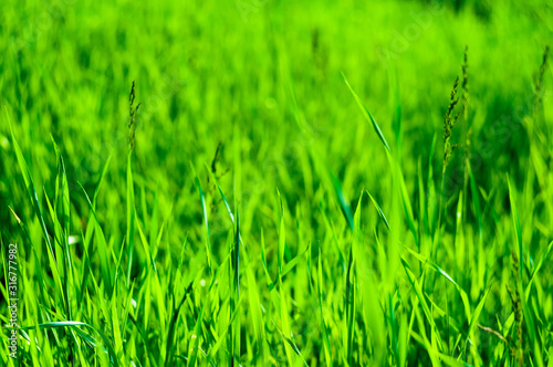 Spring or summer natural abstract background with grass in the garden