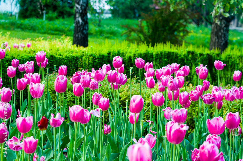 colorful tulips in early spring in the garden colorful tulips in early spring in the garden