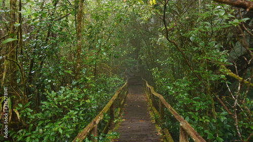 path in the forest