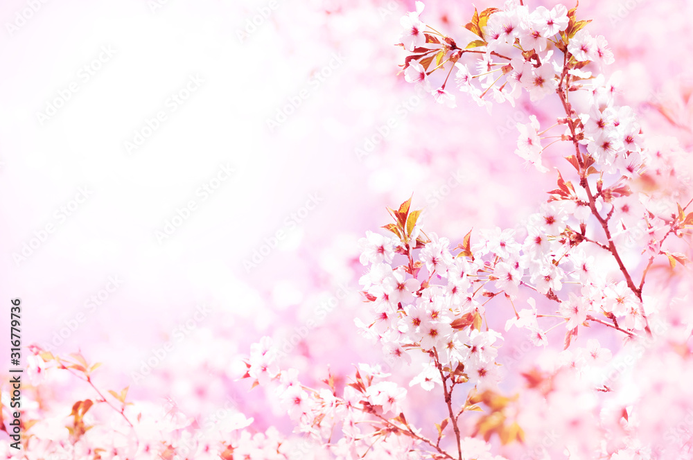 Spring blossom/springtime cherry bloom, bokeh flower background, pastel and soft floral card, selective focus, shallow DOF, toned