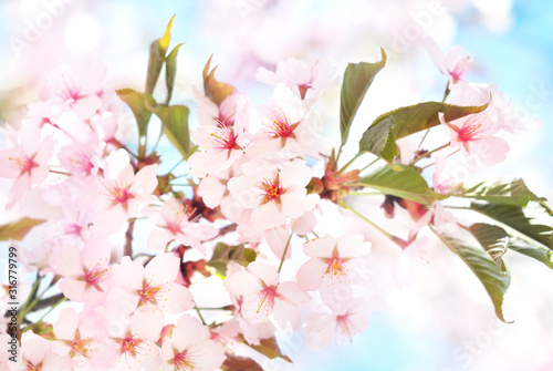 Spring blossom springtime cherry bloom  bokeh flower background  pastel and soft floral card  selective focus  shallow DOF  toned
