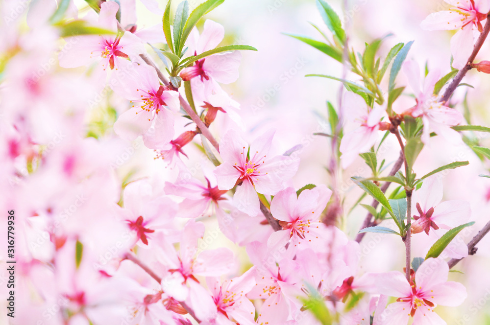 Fototapeta premium Spring blossom/springtime cherry bloom, bokeh flower background, pastel and soft floral card, selective focus, shallow DOF, toned