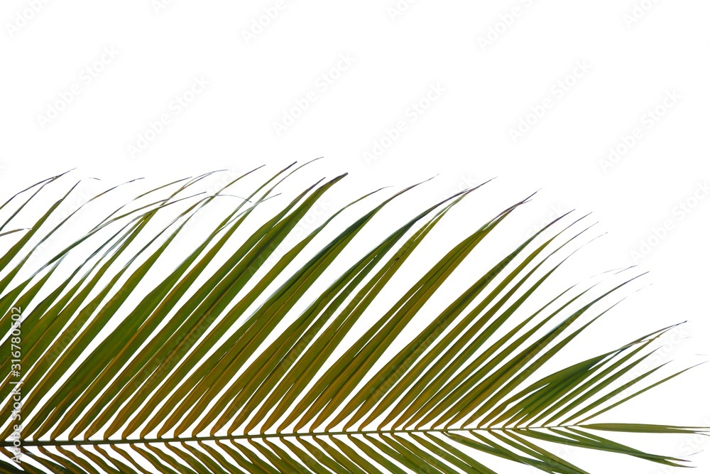 Fototapeta premium A brunch of tropical coconut tree leaves on white isolated background for green foliage backdrop 