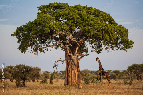 Billede på lærred giraffe under a baobab in africa