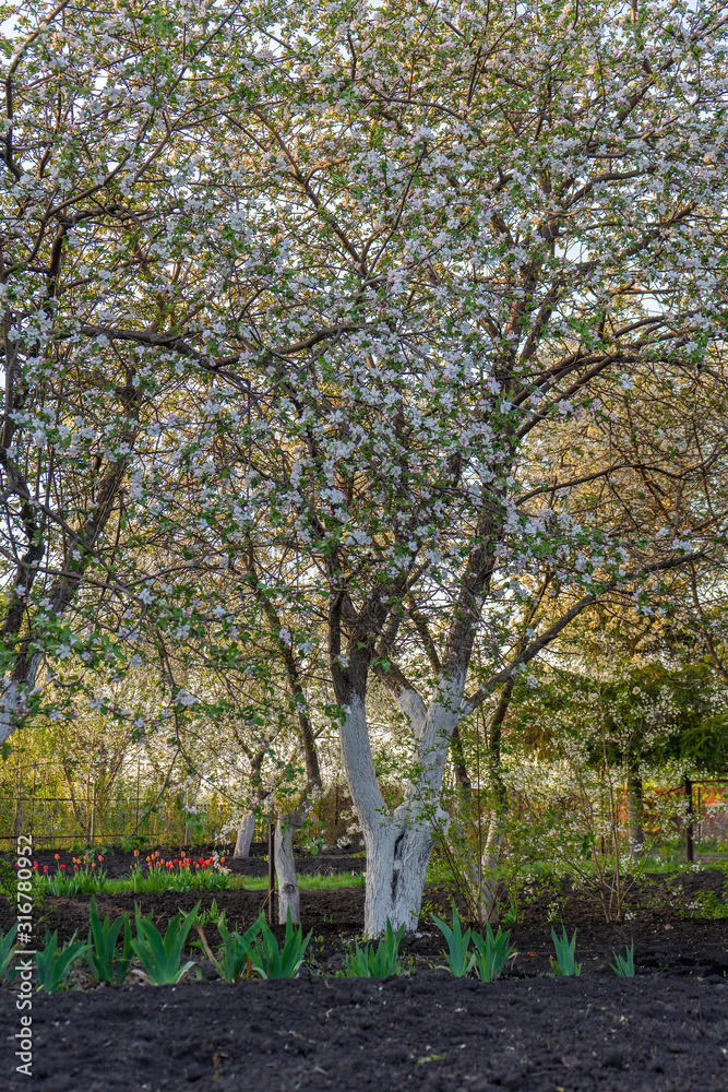Beautiful blossoming apple trees in garden at sunset. Natural spring background, picturesque landscape. Springtime, gardening concept Beautiful blossoming apple trees in garden at sunset. Natural spring background, picturesque landscape. Springtime, gardening concept