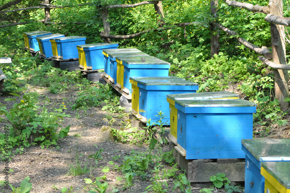 The nomadic apiary was taken to the forest The nomadic apiary was taken to the forest