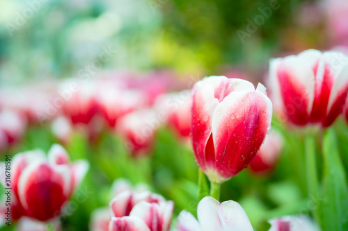 red tulip flower garden 