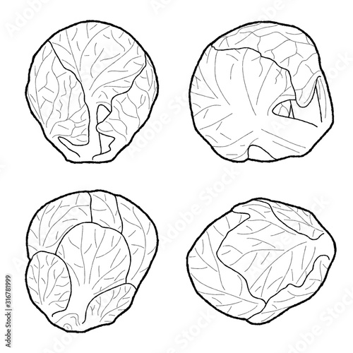 Brussels sprouts Vector Illustration Hand Drawn Vegetable Cartoon Art