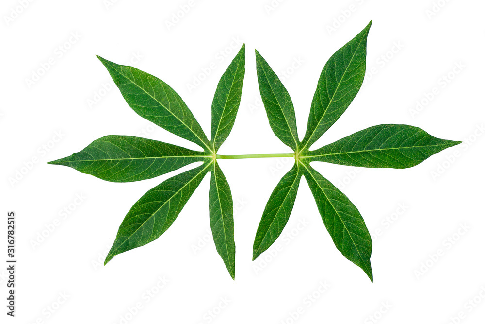 green cassava leaves isolated on white background, fresh green tea leaves 