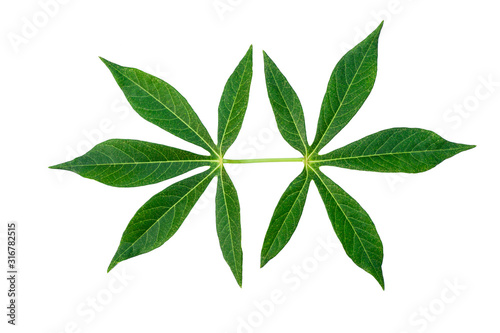 green cassava leaves isolated on white background  fresh green tea leaves 