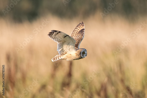 Short Eared Owl Flying