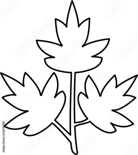 parsley icon, vector illustration