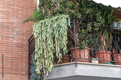 Luxuriant succulent plants hanging from a balcony