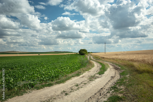 Dirt road next to the field with beets  horizon and white clouds on the sky