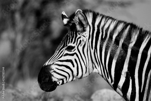 Zebras are several species of African equids united by their distinctive black-and-white striped coats