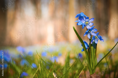 Photos Beautiful spring scilla flowers on grass and park blurred background with copy s