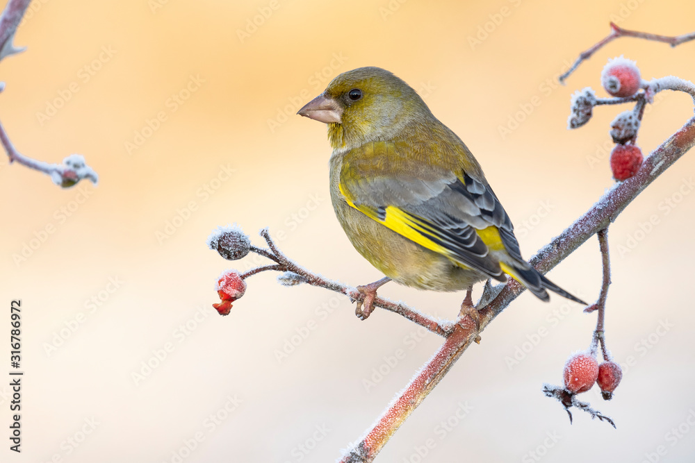 Obraz premium European male goldfinch (chloris chloris), sitting on a branch on a homogeneous blurred background.
