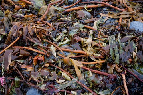 Seaweed amongst rocks on beach © moodboard