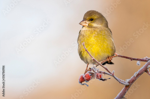 European male goldfinch (chloris chloris), sitting on a branch on a homogeneous blurred background.