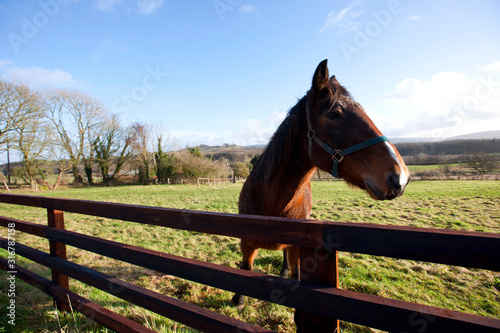 Horse behind fence looking at camera