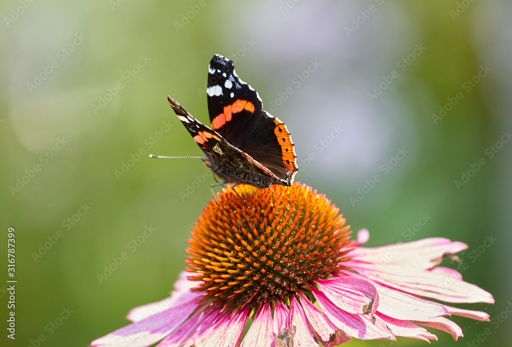 Butterfly Admiral Perched on the Echinacea Flower Vanessa atalanta Butterfly Admiral Perched on the Echinacea Flower Vanessa atalanta