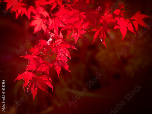 Red Acer palmatum leaves glowing in autumn sunlight