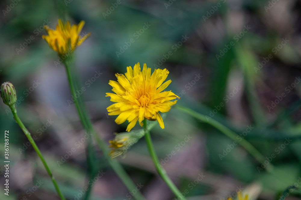 yellow flower in grass yellow flower in grass