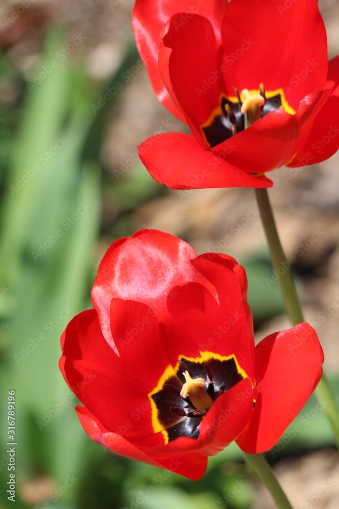 red tulips in the garden