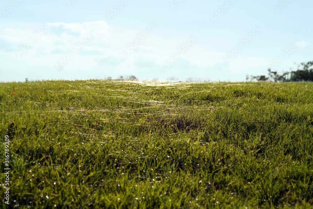 landscape with green field and blue sky