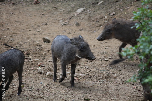 warthog at the zoo