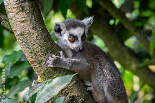 Ring-tailed lemur (Lemur catta) climbing in tree in forest, primate native to Madagascar, Africa