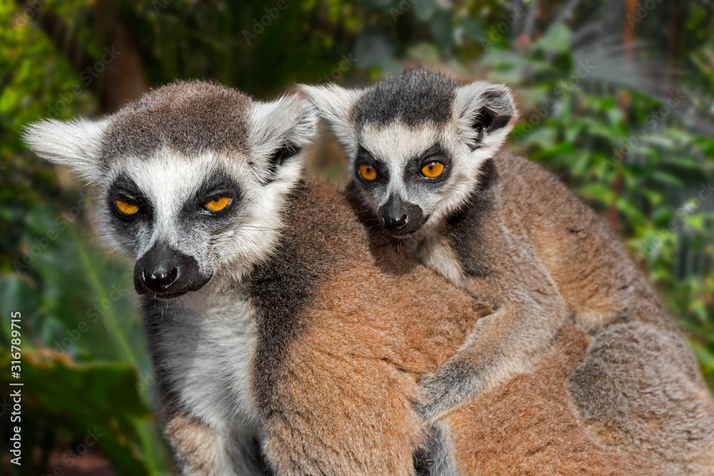 Ring-tailed lemur (Lemur catta) female with young on her back in forest, primate native to Madagascar, Africa Ring-tailed lemur (Lemur catta) female with young on her back in forest, primate native to Madagascar, Africa