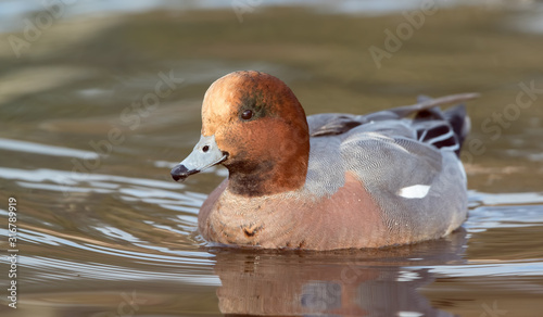 Wigeon Male Swimming