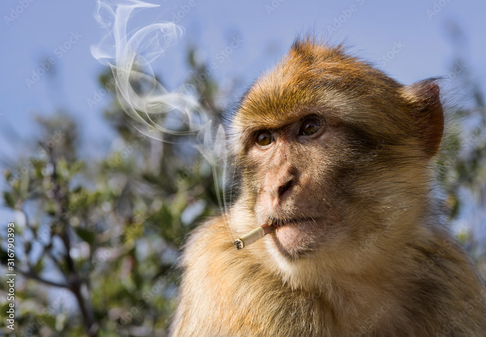 Fototapeta premium Portrait of a Smoking Monkey