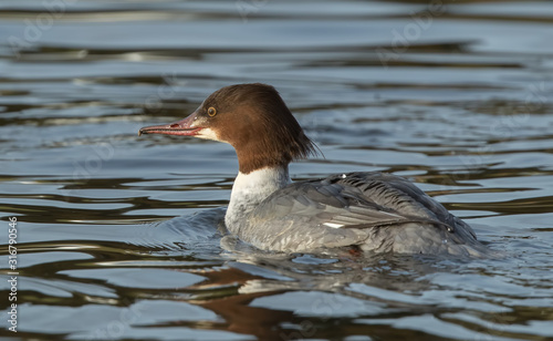 Goosander Female Swimming