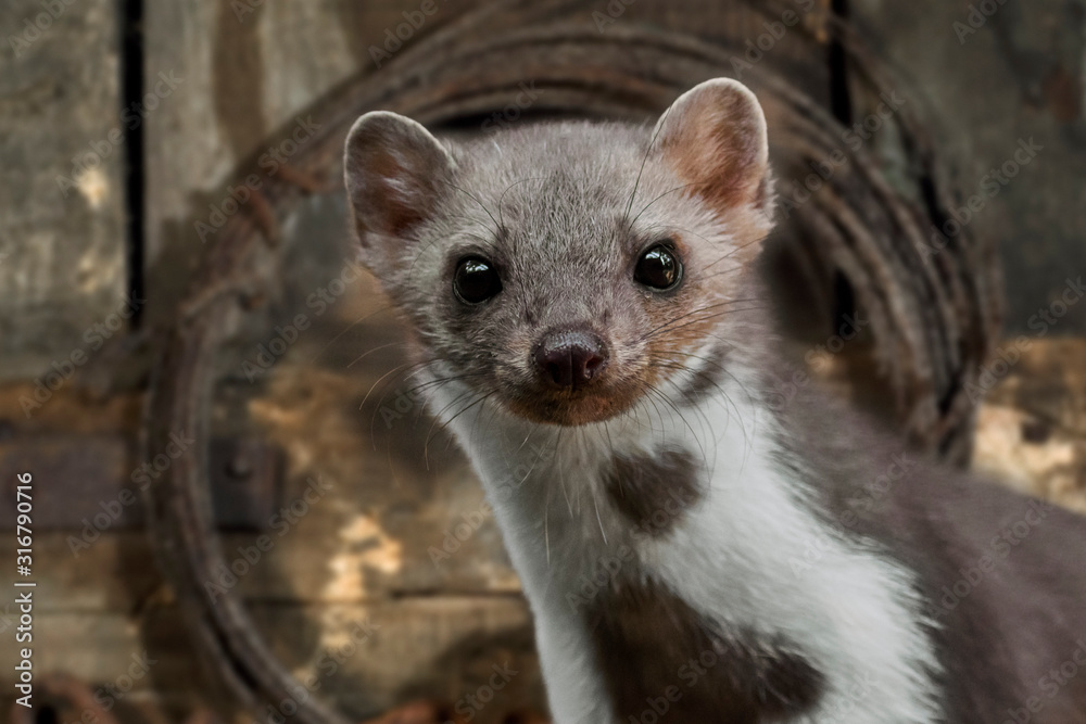 Close-up portrait of beech marten (Martes foina) in shed Close-up portrait of beech marten (Martes foina) in shed