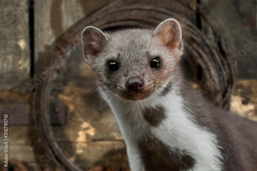 Close-up portrait of beech marten (Martes foina) in shed