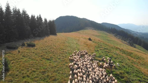 Mountain landscape with meadow and sheep. Flock of sheep moving on mountains slope near forest. Ecological farming concept. photo