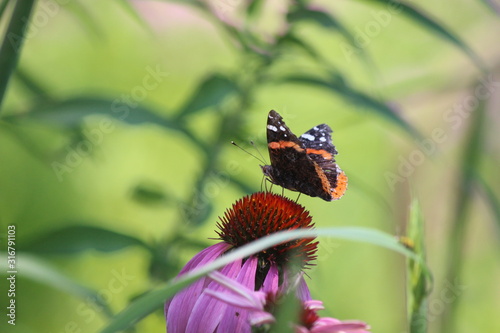 butterfly on flower