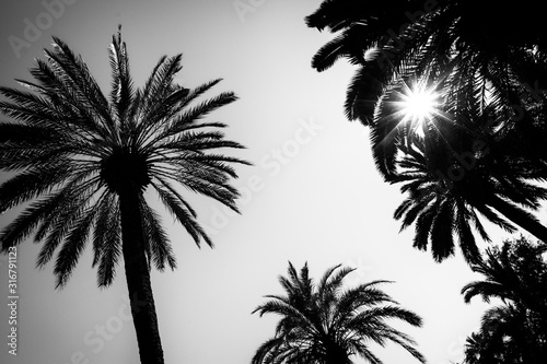 Sun and silhouette of palm trees