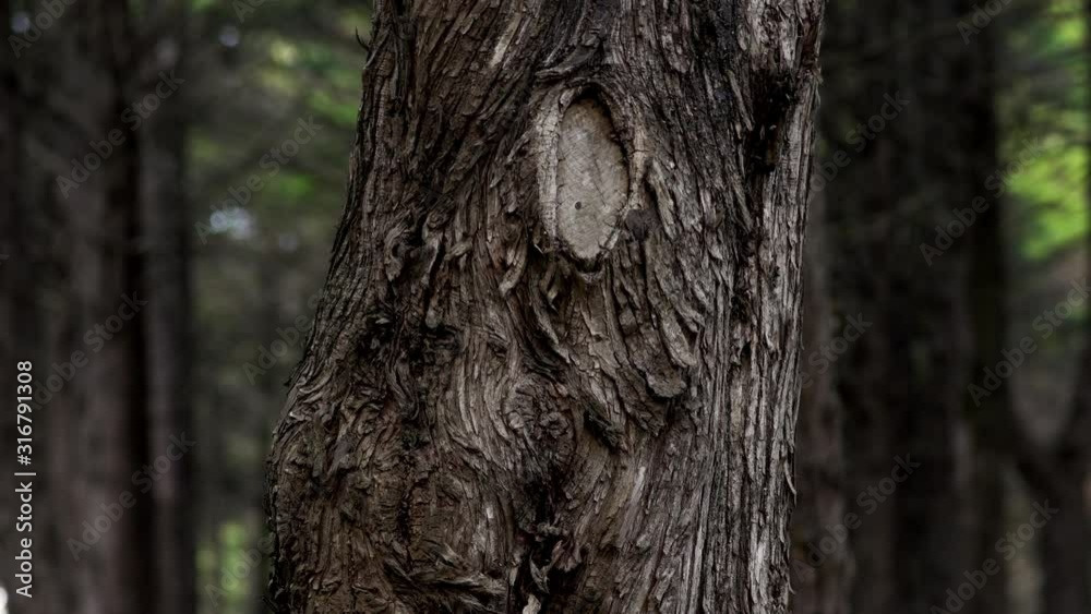 Shot de árvore em floresta
