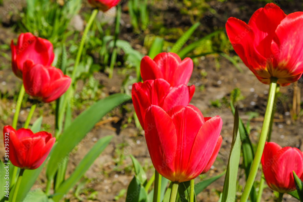 Spring flowers - red tulips. Nice variety. Side view.