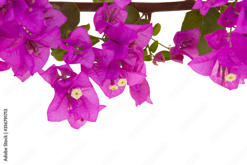 Bougainvilleas branch isolated on white background. Clipping path. Paper flower .