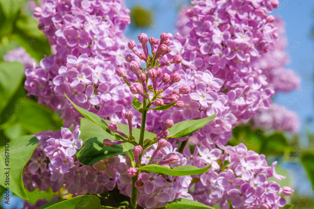 A lot of lilac flowers close-up on a background of blue sky.